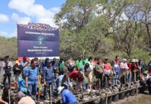 Percepatan Rehabilitasi Mangrove Benoa, Pertamina Patra Niaga Libatkan Pakar Lingkungan Percepatan Rehabilitasi Mangrove Benoa, Pertamina Patra Niaga Libatkan Pakar Lingkungan