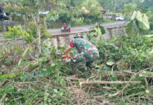 Rumah Warga di Batuaji Tertimpa Pohon Tumbang Akibat Angin Kencang Pohon Tumbang