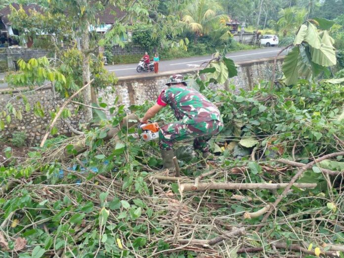 Pohon Tumbang Pohon Tumbang