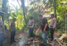 Tertimpa Kelapa, Warga Karangasem Alami Cedera Kepala dan Dilarikan ke RS Tertimpa Kelapa, Warga Karangasem Alami Cedera Kepala dan Dilarikan ke RS