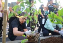 TP PKK Badung Perindah Ruas Jalan Kerobokan dengan Penanaman 150 Pohon Bugenvil Ketua TP. PKK Badung, Ny. Rasniathi Adi Arnawa, memimpin penanaman pohon Bugenvil di sepanjang ruas jalan Banjar Pengubengan Kangin, Kerobokan, Sabtu (25/4/2026). Sumber Foto : Istimewa