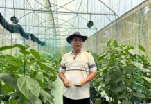 Didukung BRI, Petani Paprika Organik di Tabanan Tembus Pasar Premium Made Sandi, petani asal Desa Bangli, Kecamatan Baturiti, yang mampu mengembangkan budidaya paprika organik hingga menembus pasar premium