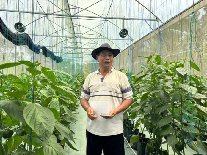 Made Sandi, petani asal Desa Bangli, Kecamatan Baturiti, yang mampu mengembangkan budidaya paprika organik hingga menembus pasar premium