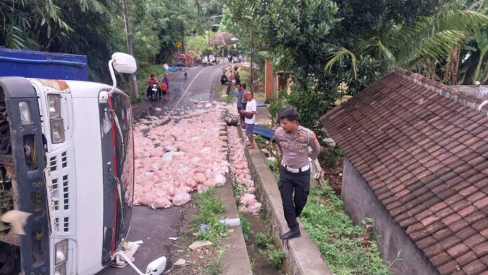 BaliPortalNews_ Truk Ayam 01 - ist Truk Terguling, Delapan Ton Daging Ayam Potong Tumpah ke Jalan