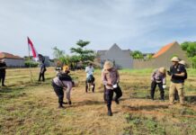 Dinas Pertanian Denpasar Manfaatkan Lahan Bera untuk Budidaya Jagung Manis di Subak Intaran Barat pemanfaatan lahan bera