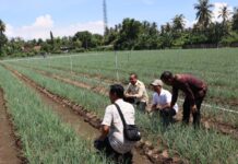 Pemkab Buleleng Dorong Ketahanan Pangan lewat Penguatan Sentra Bawang Gerokgak Ketahanan Pangan
