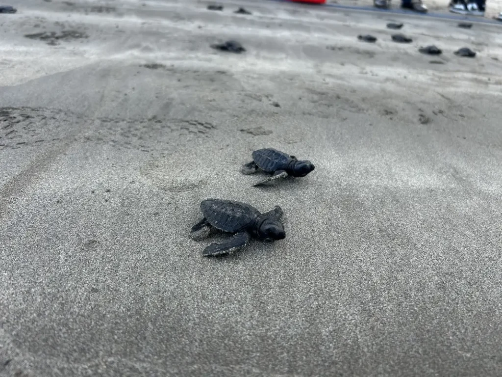 BRI Life Lepas 100 Tukik di Pantai Kuta, Perkuat Komitmen Konservasi Penyu dan Ekosistem Laut