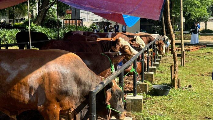 BaliPortalNews_ Kurban (2) JNE Rayakan Idul Adha 1447 H dengan Semangat Berbagi dan Promo Spesial