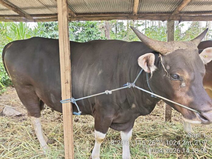 BaliPortalNews_ Sapi Kurban Sapi Milik Warga Pempatan Dipilih Jadi Kurban Presiden Prabowo, Dibeli Rp54 Juta