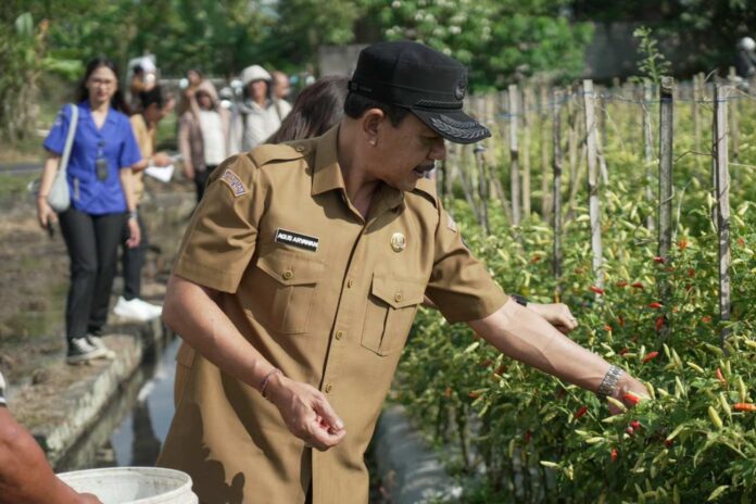 BaliPortalNews_ cabai Jaga Stabilitas Harga Jelang Idul Adha, Galungan dan Kuningan, TPID Badung Tinjau Sentra Pangan