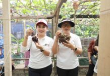 Panen Anggur Subak Peraupan Barat, Antari Jaya Negara Tekankan Pengembangan Agrowisata Berkualitas Panen Anggur