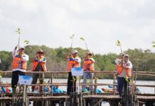 Gubernur Koster Galakkan Penanaman Mangrove Bulanan Demi Kelestarian Pesisir Bali Penanaman Mangrove Bulanan