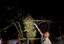 Tragis, Buruh Panjat di Seraya Barat Tewas Usai Jatuh dari Pohon Lontar Setinggi 7 Meter Tragis, Buruh Panjat di Seraya Barat Tewas Usai Jatuh dari Pohon Lontar Setinggi 7 Meter