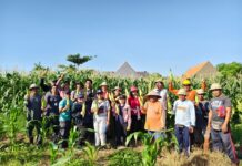 Lahan Bera di Subak Intaran Barat Hasilkan 3,21 Ton Jagung Manis Golden Boy Panen Jagung Manis Golden Boy