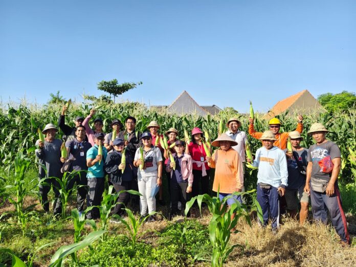 Panen Jagung Manis Golden Boy Panen Jagung Manis Golden Boy