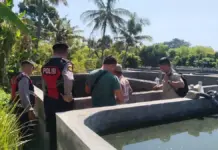 Dua Anak di Buleleng Tewas Tenggelam Saat Cari Ikan Kecil di Tambak Proses olah TKP tenggelamnya dua orang anak di tambak warga Desa Banyupoh, Kecamatan Gerokgak, Buleleng. Sumber Foto : Istimewa